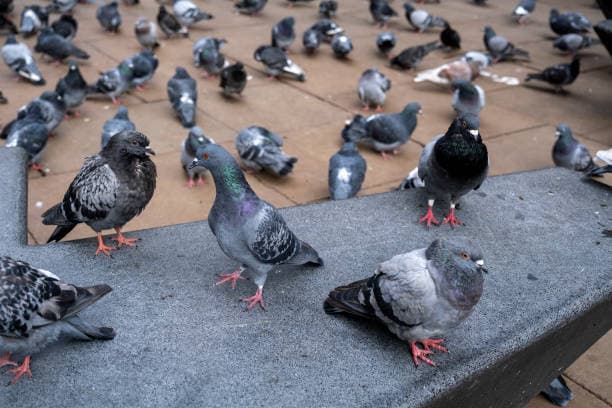 Feral Bird & Wildlife