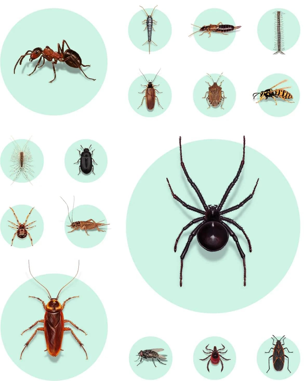 General Pests