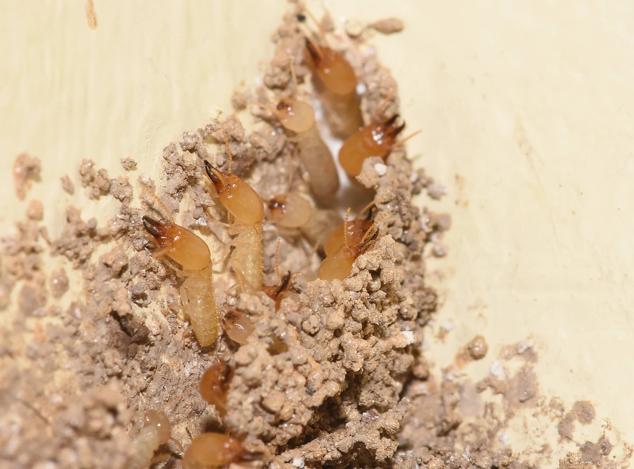 Termite Treatments